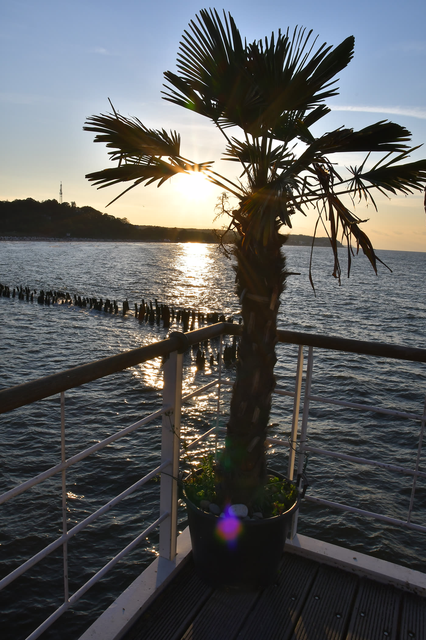Palme am Wasser im Abendlicht an der Promenade Palme am Wasser im Abendlicht an der Promenade